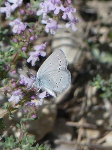 Réf. 301 654 : Cupido sp.